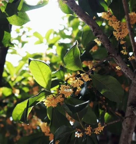 桂花象徵意義|桂花的花语和文化象征